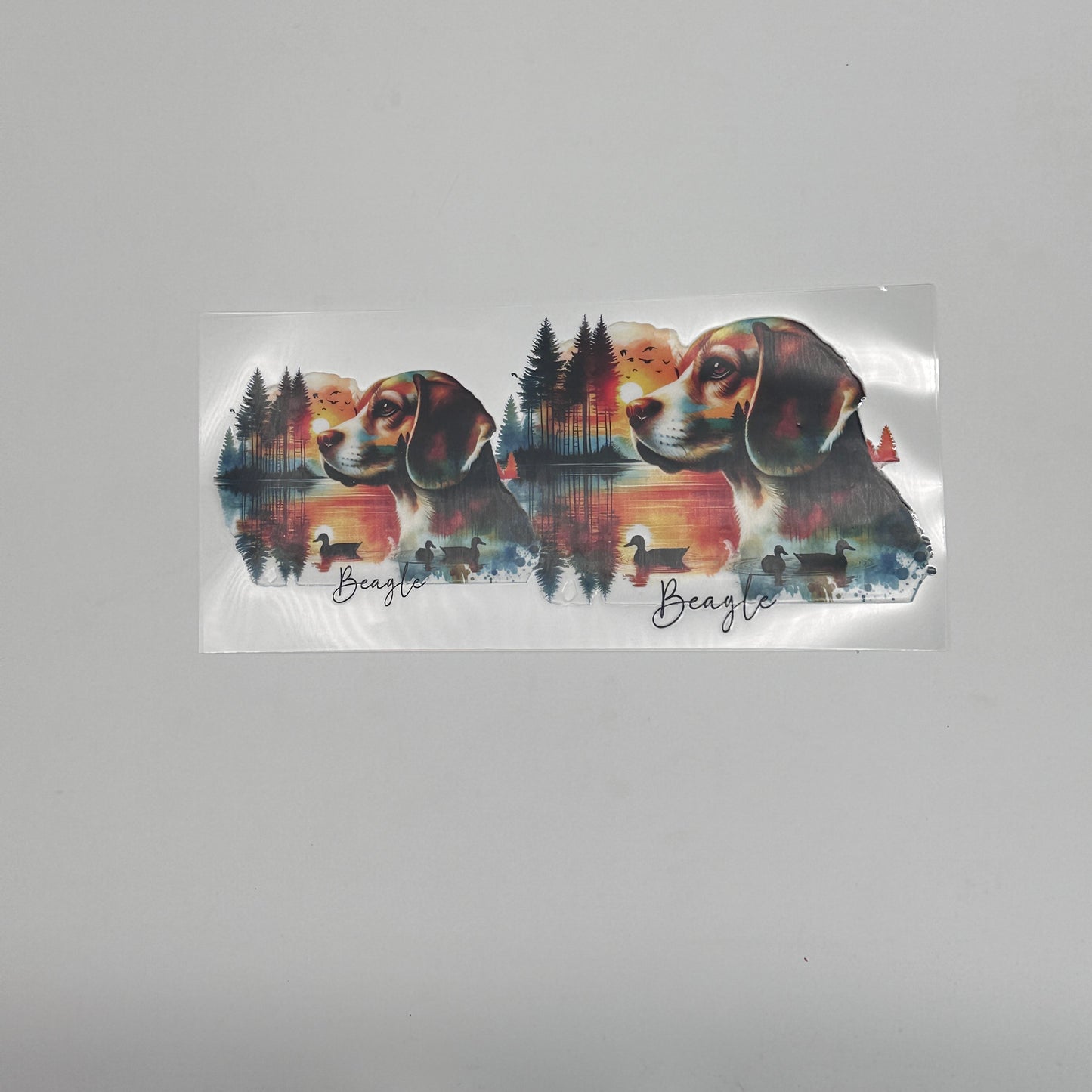 Beagle